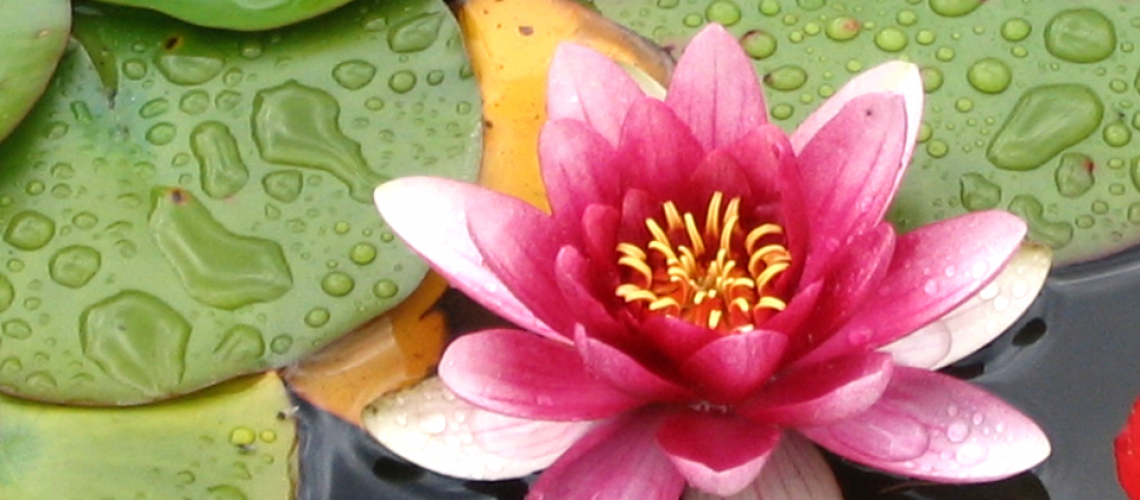Der aufblühende Lotus ist Symbolbild für das Aufsteigen aus dem Schlamm, und dann das Erblühen im Licht. Ein Symbol, dass wir aus dem Dunklen kommen und zum Licht hinstreben