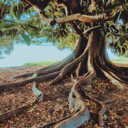 Kräftige Wurzeln braicht dein Business, um nachhaltig wachsen zu können.